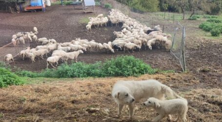Bobby und die frommen Lämmer