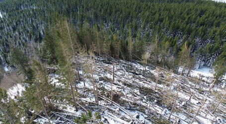 Bundesforste: 1,5 Millionen Festmeter Schadholz