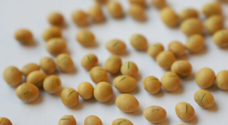 Saatbau Linz: Innovation in der Saatgutbehandlung