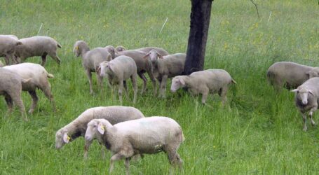 Für aktiven Weidetierschutz
