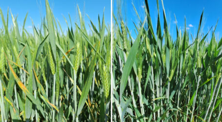 Daxur® – Hält die Balance zwischen leiwander Leistung und leiwandem Preis