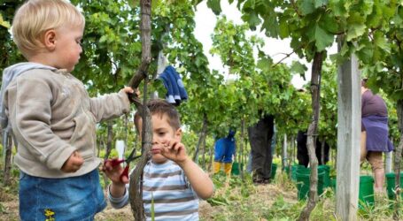 Geringere Weinernte 2024