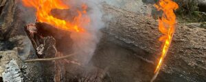 Waldbrandgefahr durch Trockenheit
