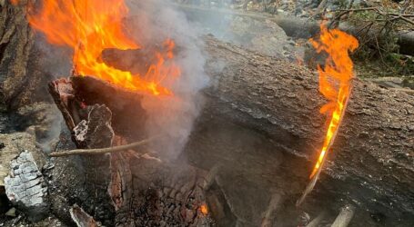 Waldbrandgefahr durch Trockenheit