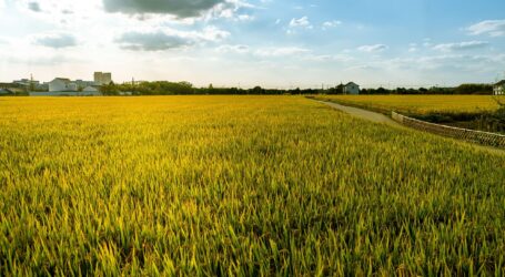 Förderprogramme für junge Landwirte