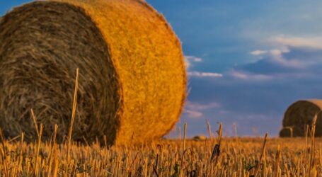 Kreative Ideen zur nachhaltigen Landwirtschaft