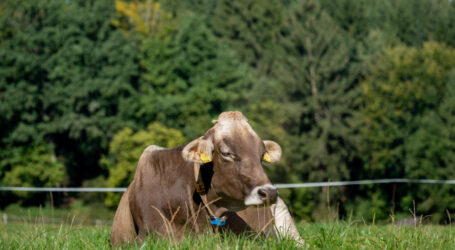 Zwist unter den Bioverbänden
