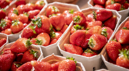 Erdbeer-Saison: Freilandernte startet