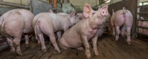 Endlich Klarheit für Schweinehaltungsbetriebe!