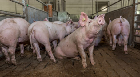Endlich Klarheit für Schweinehaltungsbetriebe!