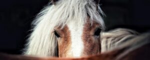 Haflinger Weltausstellung