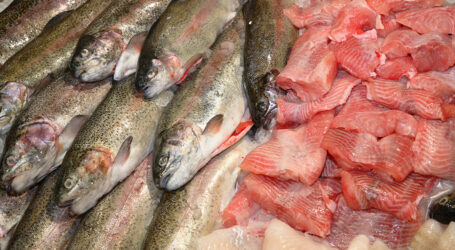 Geld verdienen mit Indoor-Fischzucht