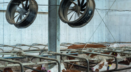 So kommt eine frische Brise in den Stall