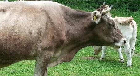 Neue Rinderseuche: Impfung schützt