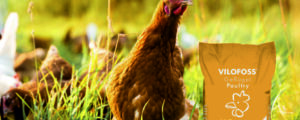 Gegen Hitzestress bei Geflügel