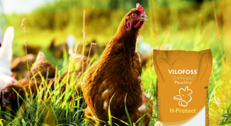 Gegen Hitzestress bei Geflügel