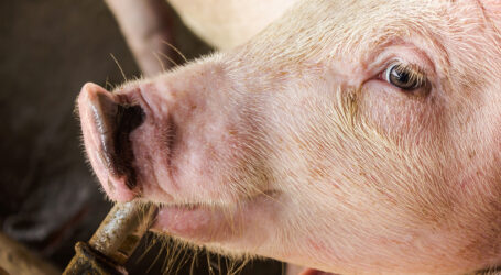 Hitze im Schweinestall mindern