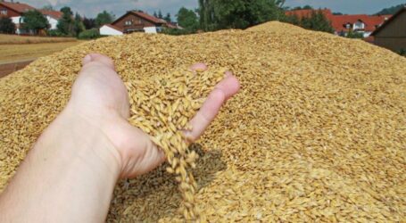 Mehr Getreide und kleinere Fläche