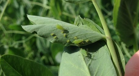 Virus schädigt Erbsenanbau