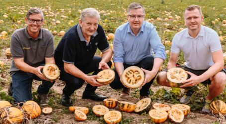 Weniger Kürbisse in der Steiermark