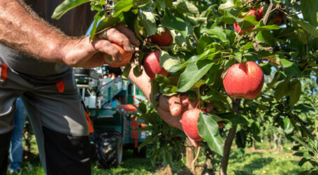 Obst- und Gemüsebauern in Sorge