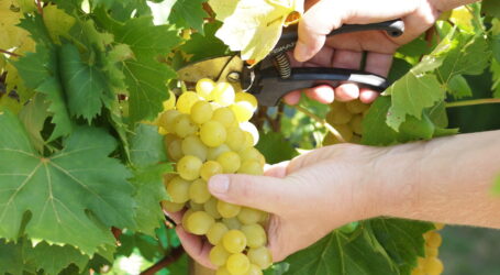 Gute Weinernte erwartet