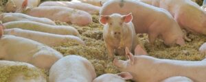 Hat Schweinehaltung Zukunft?