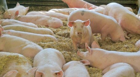 Hat Schweinehaltung Zukunft?