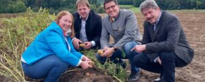 Erdäpfelernte: Gute Versorgung mit heimischer Ware