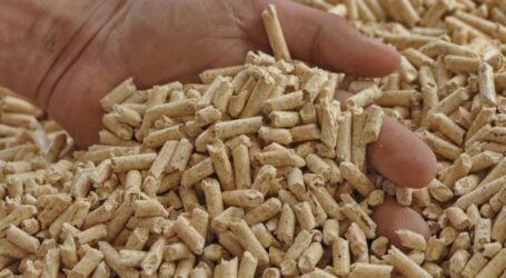 Pellets im Vergleich günstig