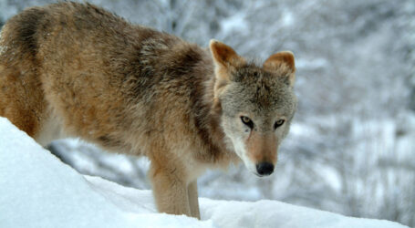 Der Wolf in der Studie