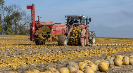Ist der Ölkürbis bedroht?