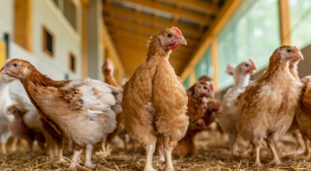 Geflügelpest macht Sorgen