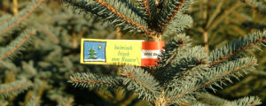 Achtsamkeit beim Christbaumkauf