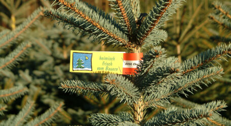 Achtsamkeit beim Christbaumkauf