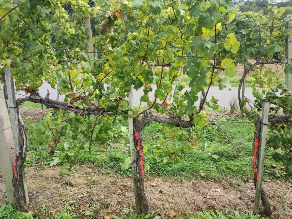 Ignoranz bedroht Traminer-Hochburg
