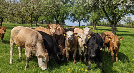 ÖKL-Seminar: Modernes Herdenmanagement