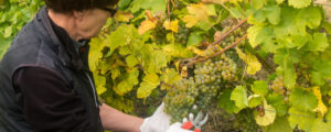 Weinbau bleibt herausfordernd
